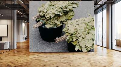 Green brooms made of oak leaves on buckets for massage procedures in Russian bath. Sauna preparation concept. Wall mural