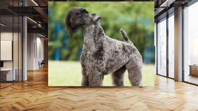 portrait of purebred kerry blue terrier dog on the green backgro Wall mural