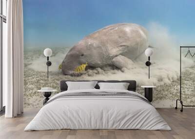 Dugong dugon (seacow or sea cow) feeding sea grass underwater Wall mural