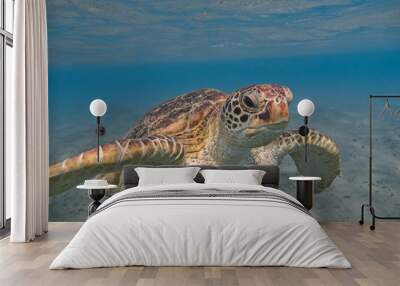 Green sea turtle swimming in the tropical sea close up Wall mural