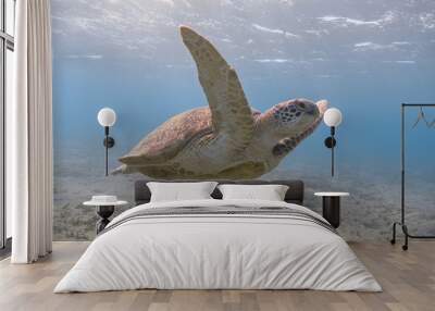 Green sea turtle swimming in the tropical sea Wall mural