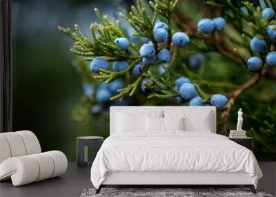 juniper berries on a green branch Wall mural