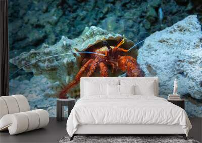 Closeup of a Hermit crab in the aquarium Wall mural