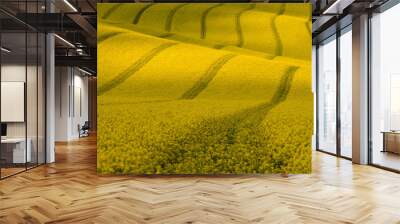 Wavy yellow rapeseed field with stripes and wavy abstract landscape pattern. Corduroy summer rural landscape in yellow tones. Yellow moravian undulating fields of crops.  Yellow Background texture. Wall mural