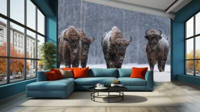 Winter Image With Four Aurochs Or Bison Bonasus, The Last Representative Of Wild Bulls In Europe. European Endangered Artiodactyl Animal.Ox Hoof Beats Wall mural