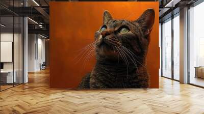 Tabby Cat Gazing Upwards Against Warm Orange Background Wall mural