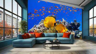 Beautiful Coloured Hard Coral Reef Wall mural