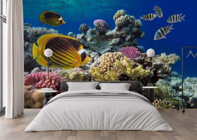 Coral reef with soft and hard corals with giant jellyfish Wall mural