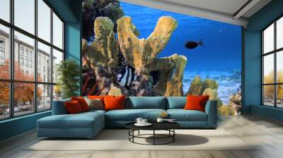 Hard and soft coral community structures of the Red Sea Wall mural