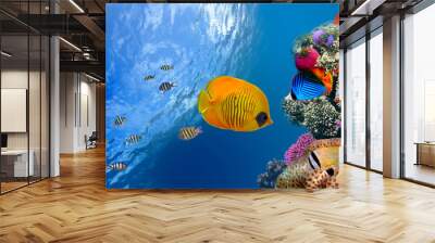 Masked butterfly fish (Chaetodon semilarvatus), Red Sea, Egypt Wall mural