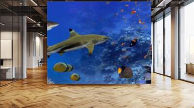 Panorama of marine species Wall mural