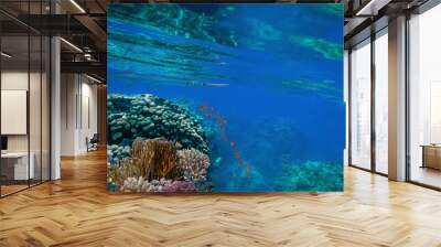 underwater coral reef landscape background in the deep blue ocean with colorful fish and marine life Wall mural