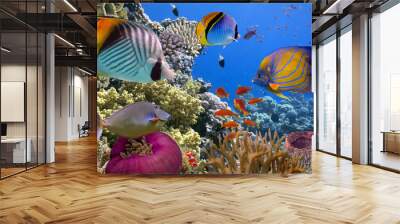 Underwater scene, showing different colorful fishes swimming Wall mural