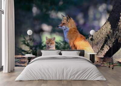 Portrait of mother red fox and her baby in the forest, Canada Wall mural