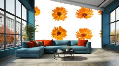 Calendula flowers with leaves isolated on white background Wall mural