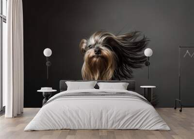 A dog with long hair blowing in the wind in style of fashion editorial. Dog coat on dark background. Grooming Wall mural