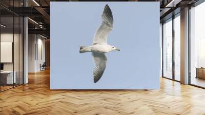 Flying seagull over blue sky. Wall mural