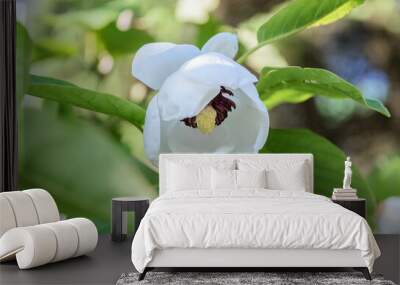 Magnolia flower in the garden. Selective focus. Wall mural