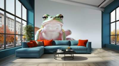 Frog on a grey background Wall mural