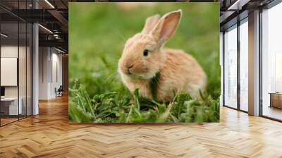 Cute easter orange bunny rabbit on green grass and green blurred background. Close up Wall mural