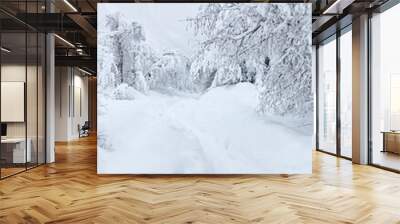 Footpath in white snow in a forest of green pines and firs covered with snow mountain view Wall mural