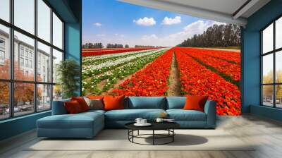 Wide red field with stripes of asian buttercup Wall mural