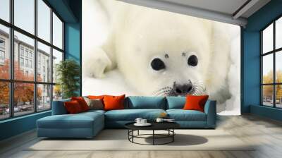 Baby harp seal pup on ice of the White Sea Wall mural