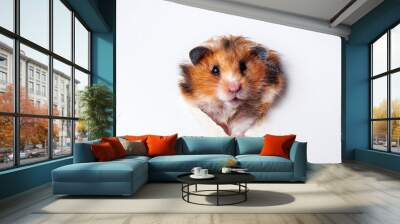 Syrian hamster crawls through a hole in paper Wall mural