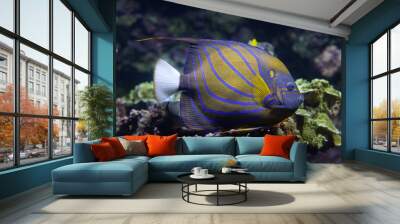 Blue ring angelfish (Pomacanthus annularis). Wall mural