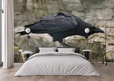 common raven (corvus corax). Wall mural