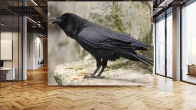 common raven (corvus corax). Wall mural