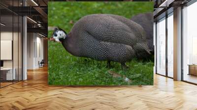 Domesticated guineafowl (Numida meleagris f. domestica) Wall mural