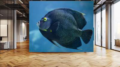 French angelfish (Pomacanthus paru). Wall mural