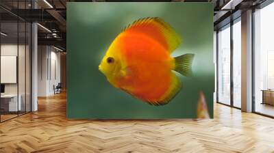 Red Marlboro discus (Symphysodon aequifasciatus). Wall mural