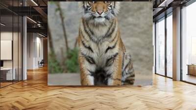 Sumatran tiger cub (Panthera tigris sumatrae) Wall mural