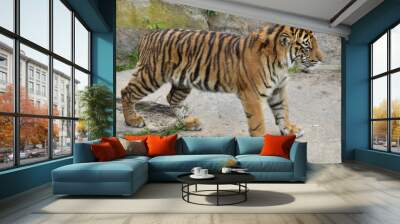 Sumatran tiger cub (Panthera tigris sumatrae) Wall mural