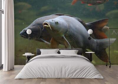 Wild common carp (Cyprinus carpio) Wall mural