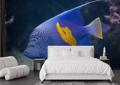 Yellowband angelfish (Pomacanthus maculosus). Wall mural