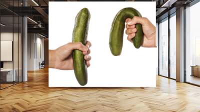 women hands holding distorted and normal cucumber on white Wall mural