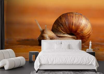 A grape snail close-up. Wall mural