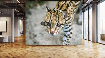 Close-Up of an Ocelot with Intense Gaze in Natural Habitat Wall mural