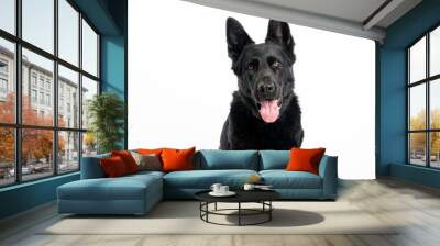 German Shepherd. Black Dog. Dog on a white background. Wall mural