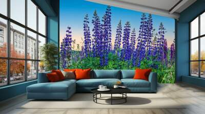 Wild flowers of lupines against the background of a bright blue sky Wall mural