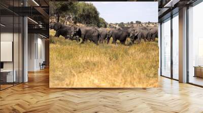 African elephant, Loxodonta a.africana, in Boteti river, Makgadikgadi National Park, Botswana Wall mural