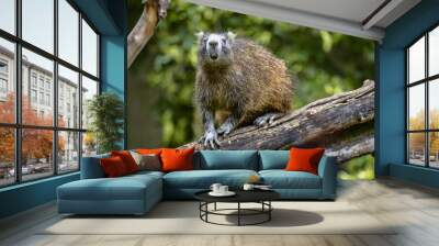 Desmarest Hutia, Capromys pilorides, feeds on plant food, stays mainly on trees Wall mural