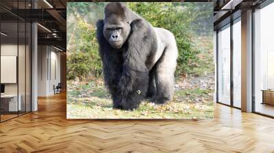 Strong silver-beck male Western Lowland Gorilla, Gorilla Wall mural