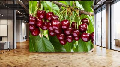 Great harvest of ripe red cherries on a tree branch. Selective focus. Wall mural