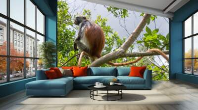 The monkey with long tail is sitting on the branch of a tree. Kirk's red colobus. Africa, Zanzibar. Endemic species. Wall mural