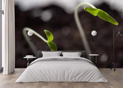 Two tomato seedlings against the background of the soil. Selective focus. Wall mural