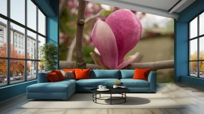 Large pink magnolia flower on a branch on a blurred background Wall mural